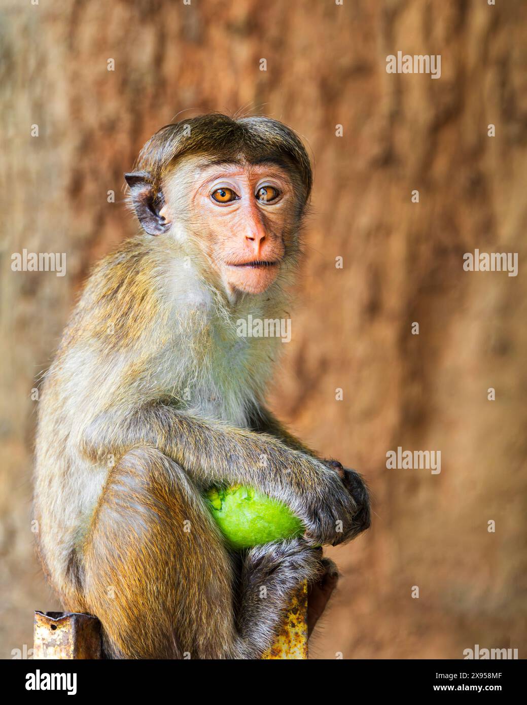 Toque Macaque Monkey, Sri Lanka. Foto Stock