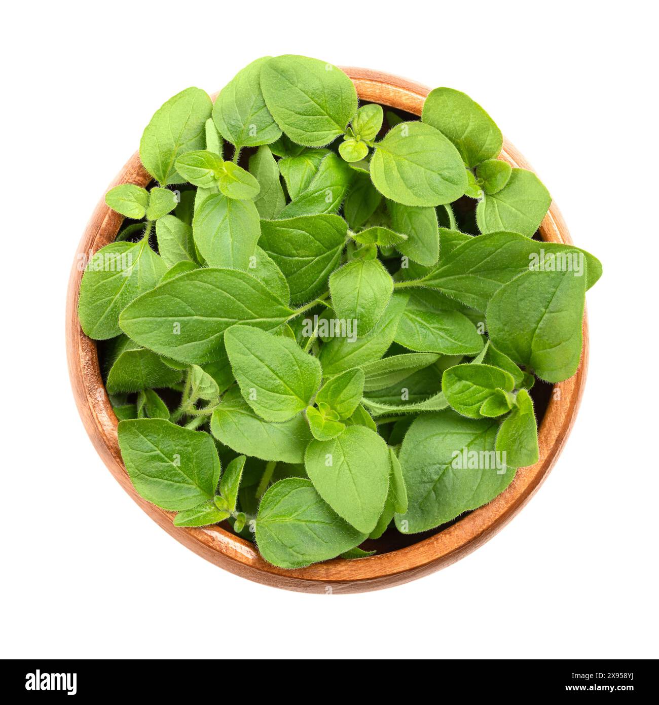 Ramoscelli di origano freschi in una ciotola di legno. Origanum vulgare, talvolta marjoram selvatico, un'erba culinaria e l'erba di base della cucina italiana. Foto Stock