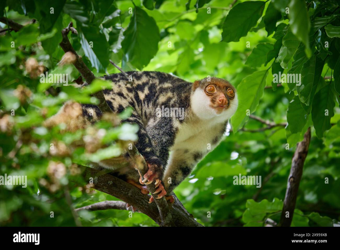 Waigeou cuscus o Waigeou spotted cuscus (Spilocuscus papuensis), Raja Ampat Biodiversity Nature Resort, Waigeo, Raja Ampat, West Papua, Indonesia Foto Stock
