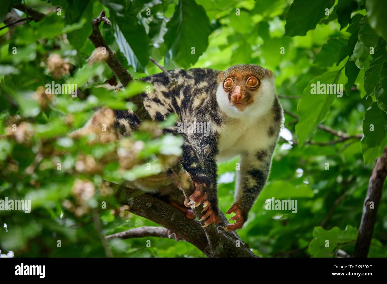 Waigeou cuscus o Waigeou spotted cuscus (Spilocuscus papuensis), Raja Ampat Biodiversity Nature Resort, Waigeo, Raja Ampat, West Papua, Indonesia Foto Stock