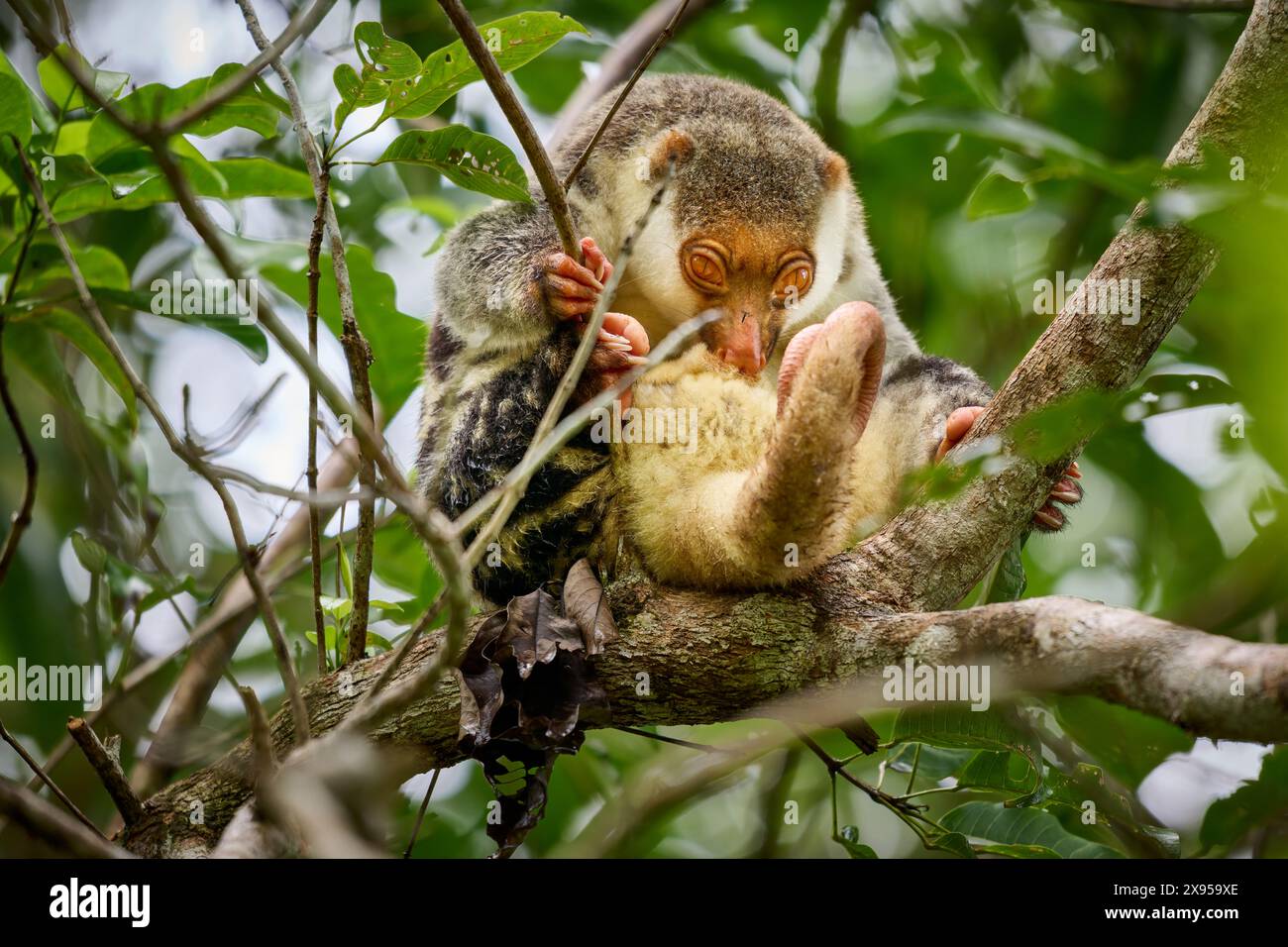 Waigeou cuscus o Waigeou spotted cuscus (Spilocuscus papuensis), Raja Ampat Biodiversity Nature Resort, Waigeo, Raja Ampat, West Papua, Indonesia Foto Stock
