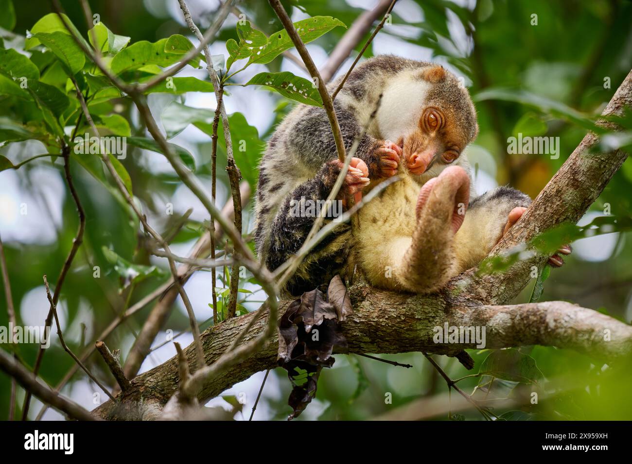 Waigeou cuscus o Waigeou spotted cuscus (Spilocuscus papuensis), Raja Ampat Biodiversity Nature Resort, Waigeo, Raja Ampat, West Papua, Indonesia Foto Stock