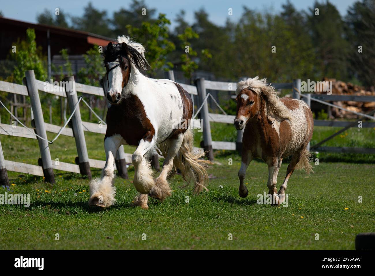 Due cavalli al galoppo, allevamento di cavalli, cavalli in fuga. Foto Stock