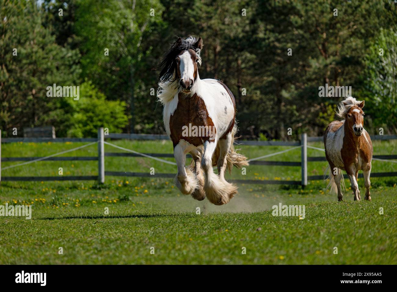 Due cavalli al galoppo, allevamento di cavalli, cavalli in fuga. Foto Stock
