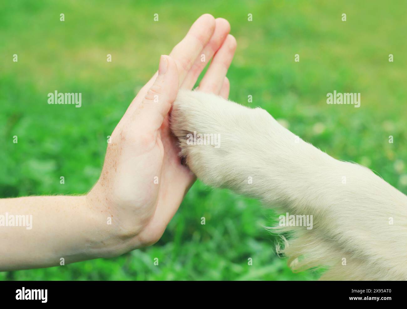 Il cane Golden Retriever regge la zampa alla mano cinque donne proprietarie in erba che si allenano nel parco estivo Foto Stock