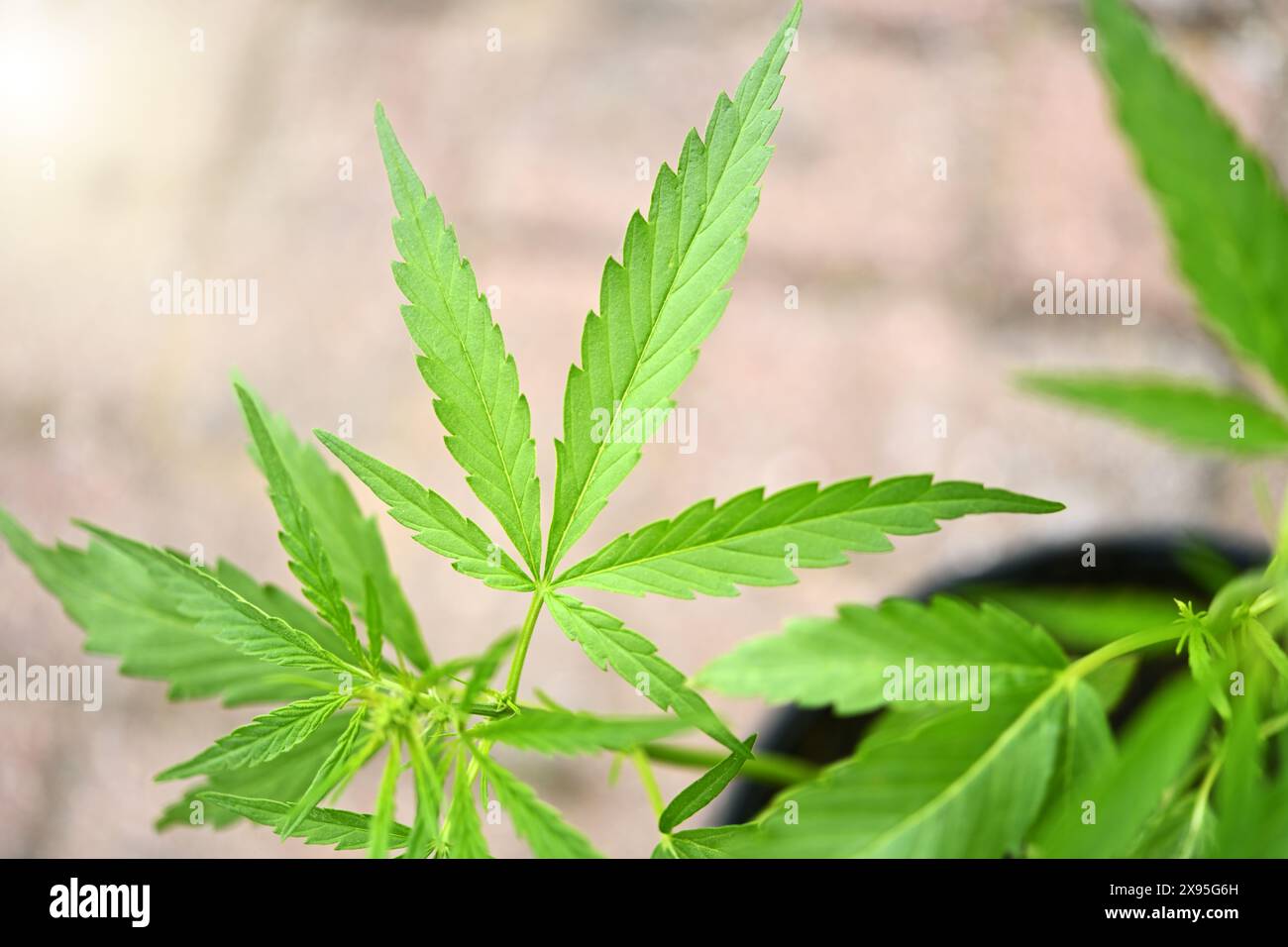 Hanfpflanze, la cannabis Foto Stock