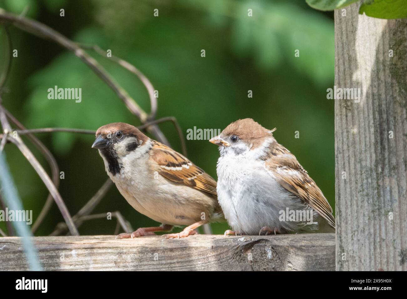 giovane passero che tiene d'occhio il suo genitore per imparare a sopravvivere nella natura b stessa Foto Stock