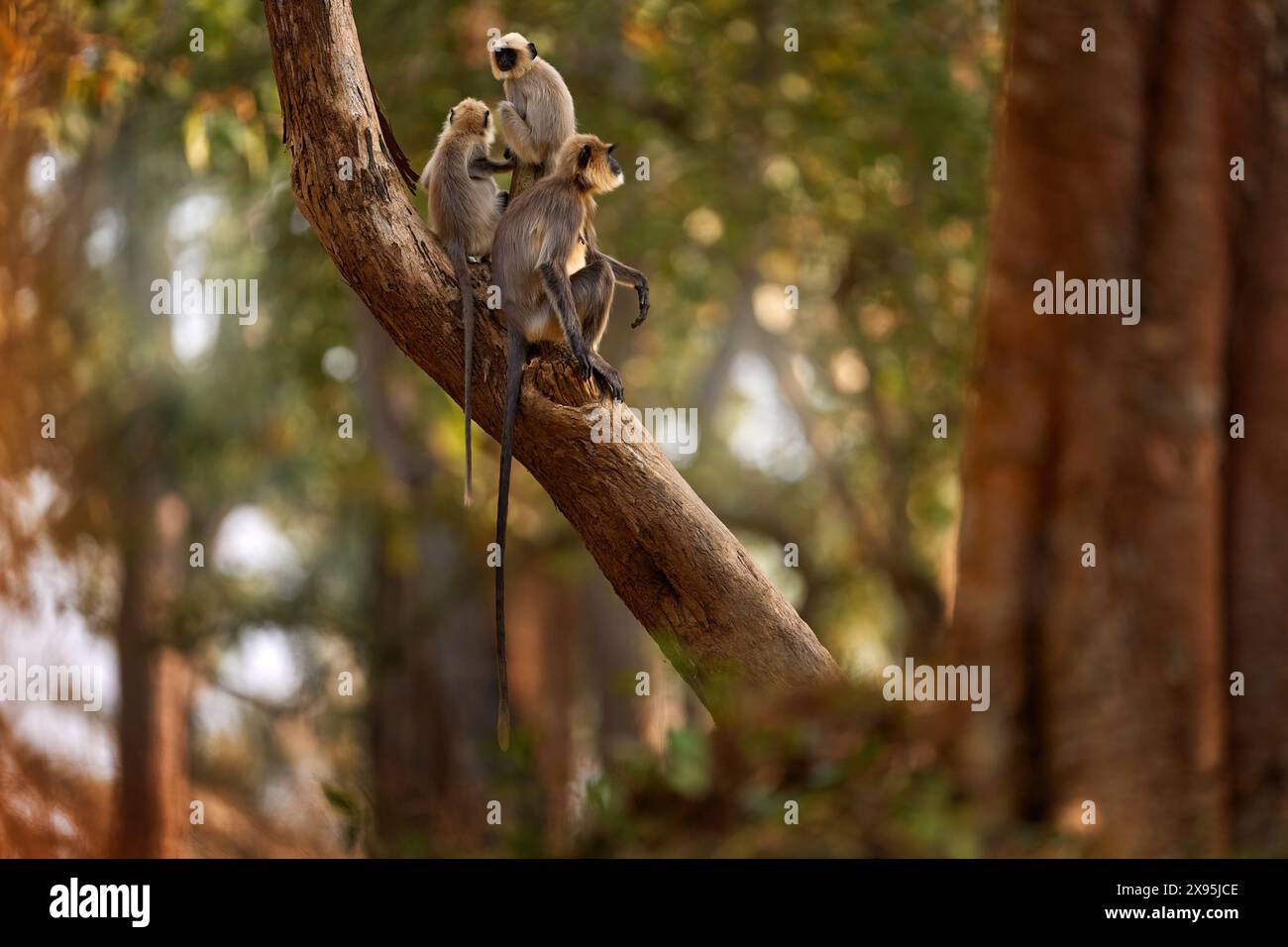 Malabar Sacro langur, Semnopithecus hypoleucos, scimmia grigia nell'habitat naturale. Langur nella foresta secca, luce serale tra gli alberi, Kabibi Nagarhole Foto Stock