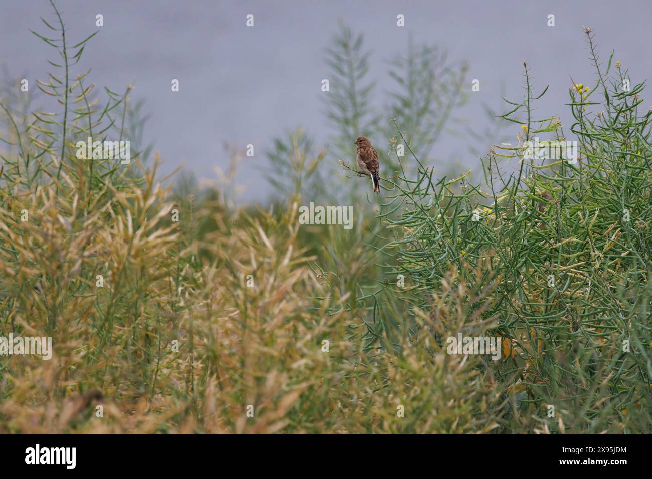 Bella scena minimalista di linnet comune, linaria cannabina, tra il sottobosco, Beniarres, Spagna Foto Stock