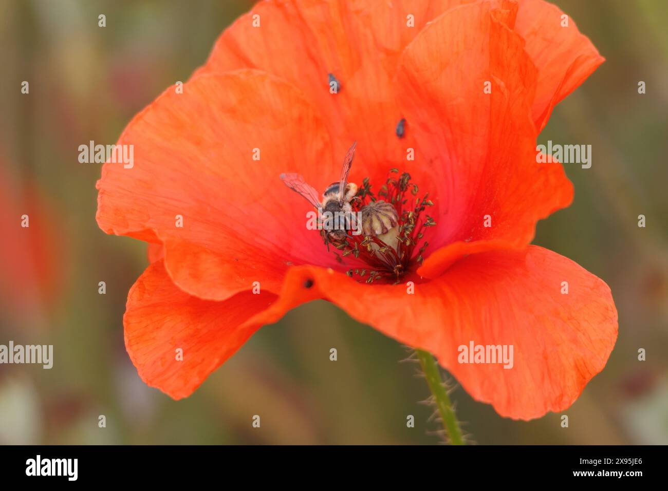 Trouser bee (Dasypoda hirtipes) su papavero dubium, Beniarres, Spagna Foto Stock