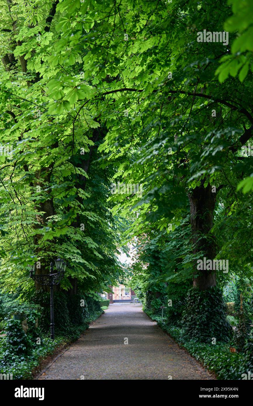 Due file di vecchi castagni di cavalli lungo entrambi i lati della corsia Giardini Batanici di Breslavia bassa Slesia Polonia Foto Stock