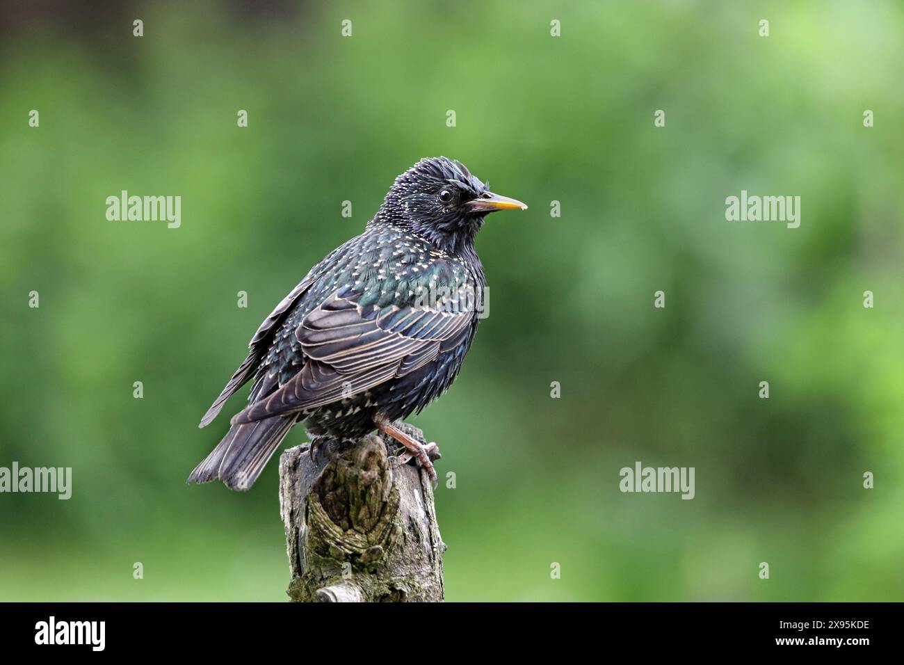 Common Starling (Sturnus Vulgaris) Regno Unito Foto Stock Common Starling (Sturnus Vulgaris) Regno Unito Foto Stock