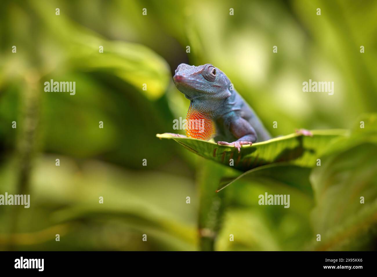 Anole di Graham, Anolis grahami, lucertola arancione blu nell'habitat naturale della foresta. Anole sul lascito verde nella vegetazione della foresta. Rettile di Jamai Foto Stock