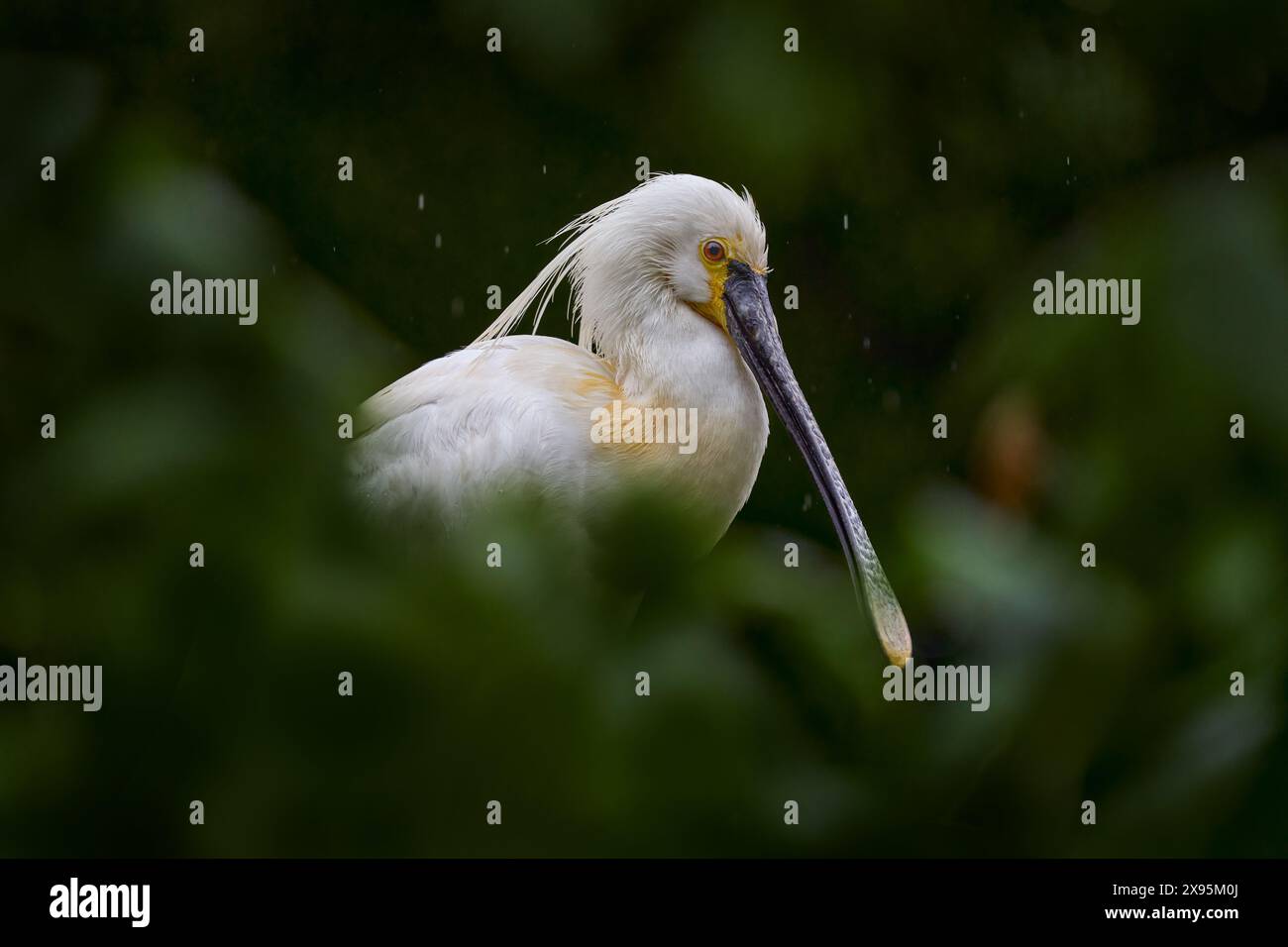 Becco di cucchiaio bianco in vegetazione verde. Uccello nel nido. Eurasian Spoonbill, Platalea leucorodia, seduta sul nido, dettaglio ritratto di uccello con lungo Foto Stock
