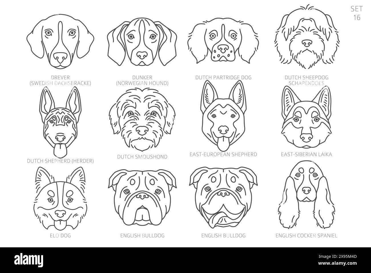 Sagome della testa del cane in ordine alfabetico. Tutte le razze di cani. Semplice design vettoriale di linea. Illustrazione vettoriale Illustrazione Vettoriale