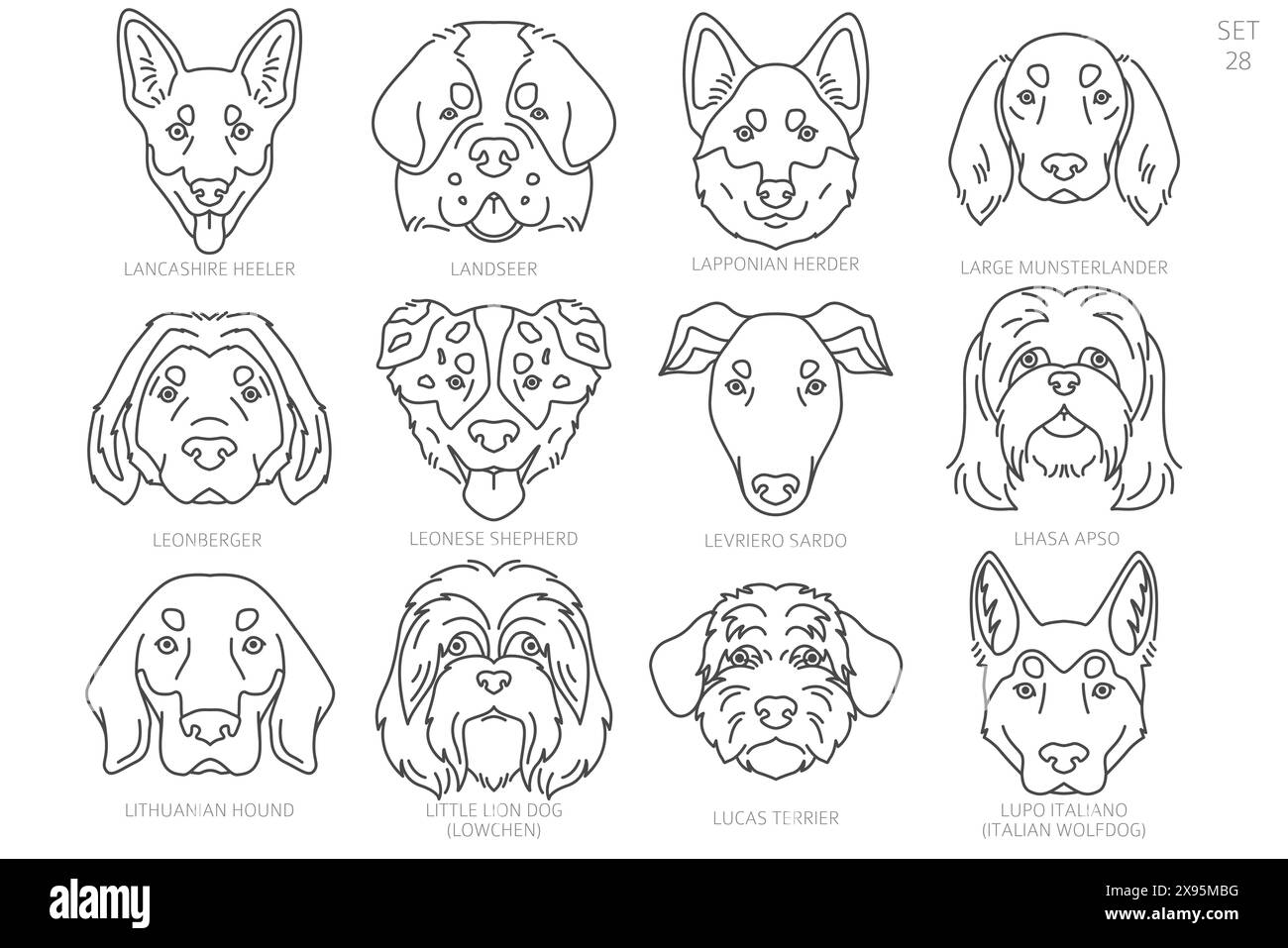 Sagome della testa del cane in ordine alfabetico. Tutte le razze di cani. Semplice design vettoriale di linea. Illustrazione vettoriale Illustrazione Vettoriale
