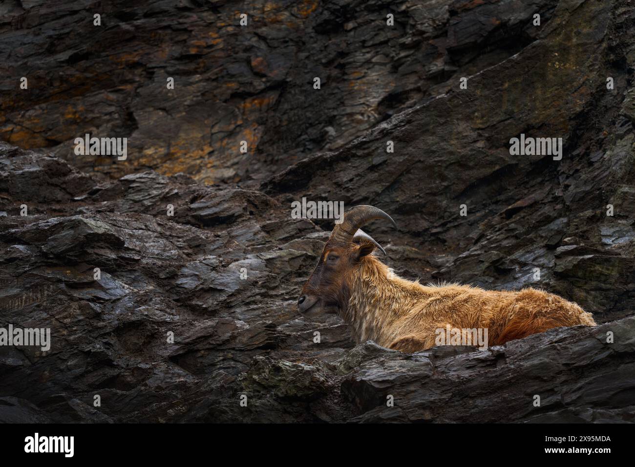 Tahr himalayano, Hemitragus jemlahicus, ungulato dai piedi pari originario dell'Himalaya nel Tibet meridionale. Capra selvatica nell'habitat naturale di pietra rocciosa, Mount Foto Stock
