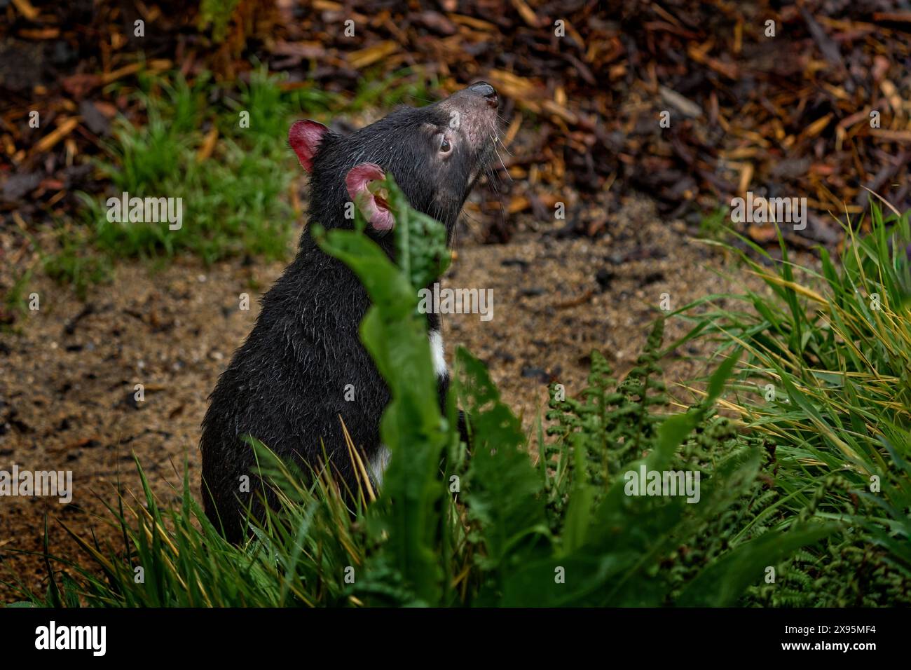 Diavolo della Tasmania, Sarcophilus harrisii, marsupiale carnivoro nell'habitat naturale. Raro animale della Tasmania. Cute mammifero endemico nero nel verde Foto Stock
