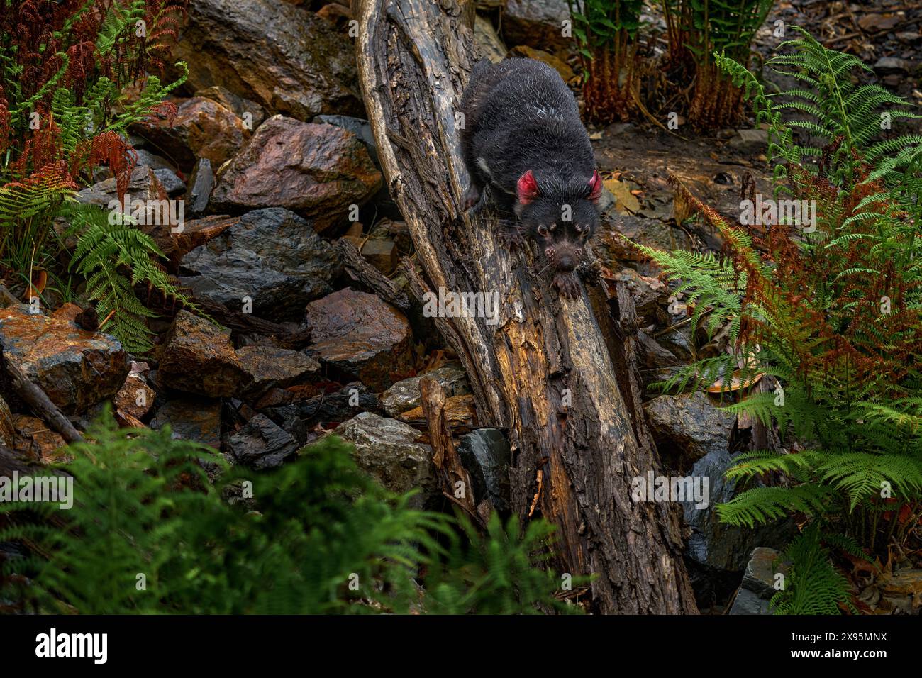 Diavolo della Tasmania, Sarcophilus harrisii, marsupiale carnivoro nell'habitat naturale. Raro animale della Tasmania. Cute mammifero endemico nero nel verde Foto Stock