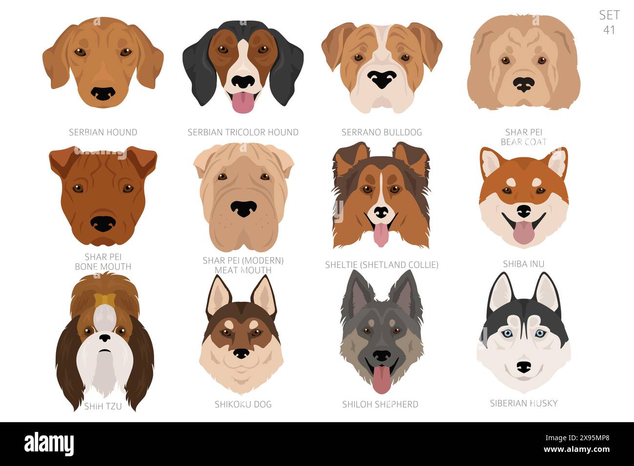 Testa di cane in ordine alfabetico. Tutte le razze di cani. Design vettoriale colore. Illustrazione vettoriale Illustrazione Vettoriale