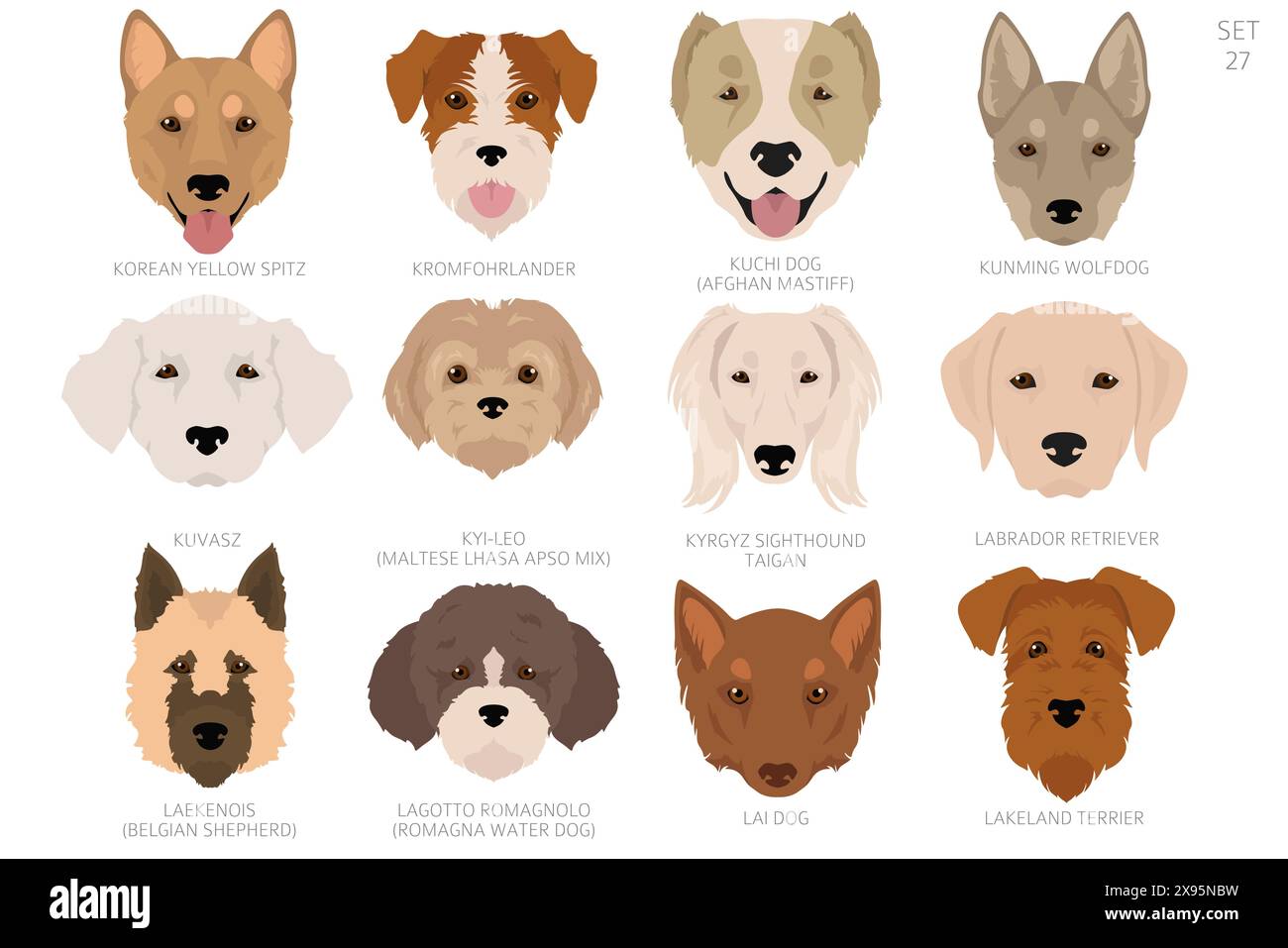 Testa di cane in ordine alfabetico. Tutte le razze di cani. Design vettoriale colore. Illustrazione vettoriale Illustrazione Vettoriale