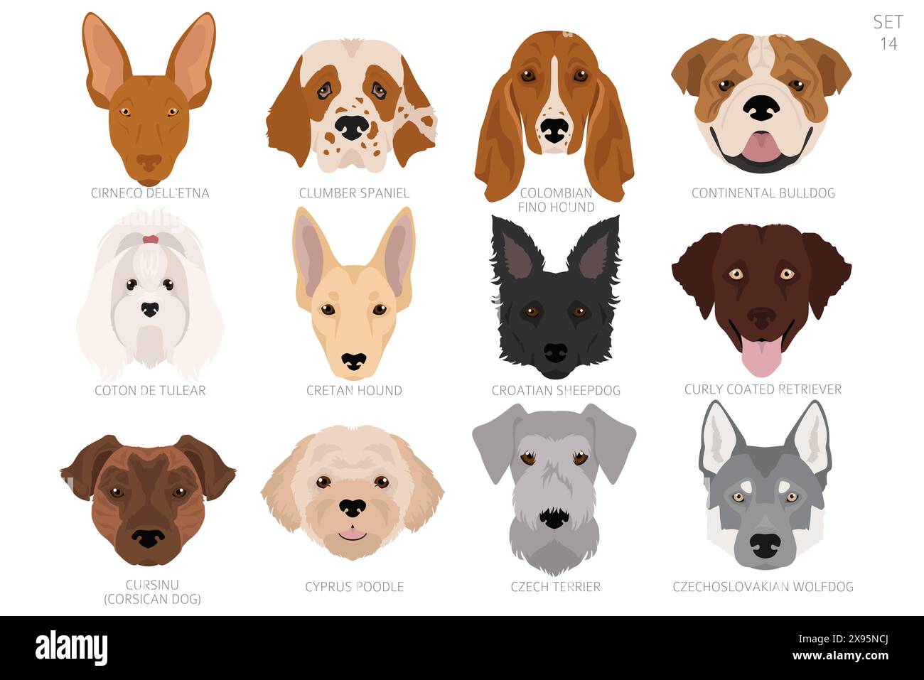 Testa di cane in ordine alfabetico. Tutte le razze di cani. Design vettoriale colore. Illustrazione vettoriale Illustrazione Vettoriale