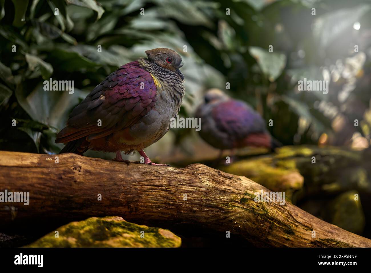 Quaglia crestata, Geotrygon versicolor, coppia di uccelli nell'habitat della foresta di na ture. Uccello della Giamaica, America centrale. Colomba nell'habitat del naure, V Foto Stock