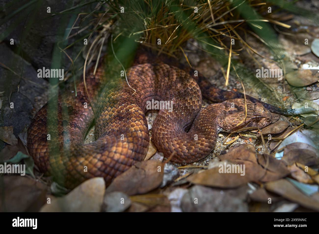 Ammalato comune, Acanthophis antarcticus, serpente nell'habitat naturale. Vipera dall'Australia, habitat forestale. Fauna selvatica in Australia. Foto Stock