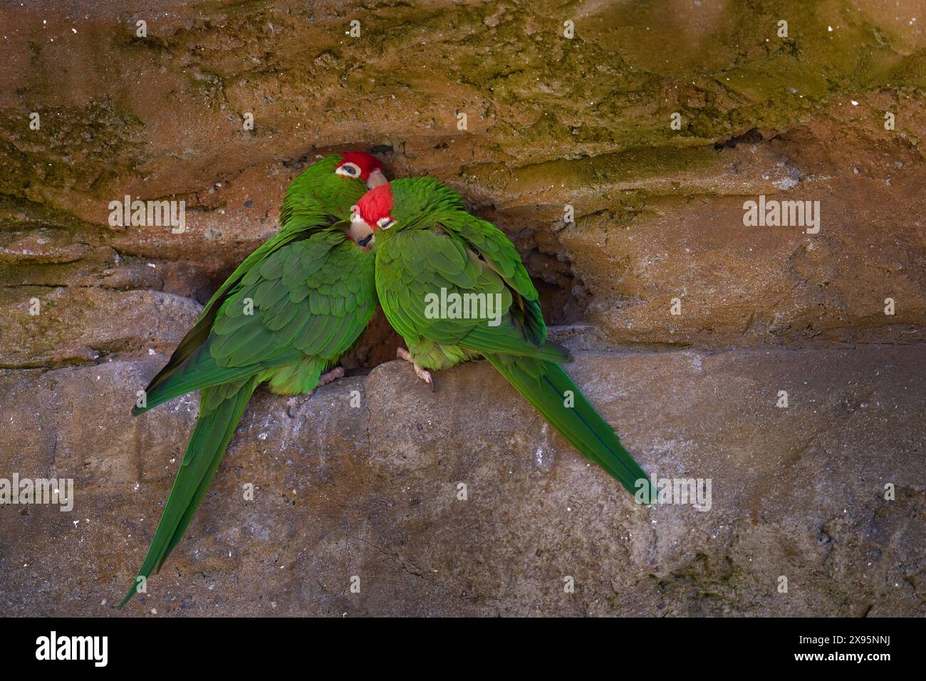 Parrocchetto Cordilleran, Psittacara frontatus, pappagallo verde rosso coppia amore nel nido. Uccelli sulla sporgenza di pietra, nell’habitat naturale, Patagonia, Foto Stock