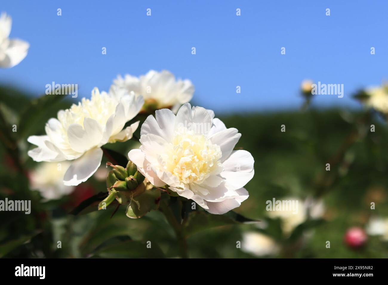 Fiori di peonia bianca contro il cielo. Grandi fiori di peonia. Le peonie sono un tipo di pianta erbacea perenne. Fiori all'aria aperta. Primo piano di bianco Foto Stock