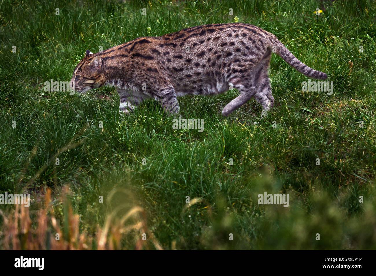 Gatto da pesca, Prionailurus viverrinus, nell'habitat naturale, Malesia. Gatto selvatico nell'erba, natura selvaggia. Gatto da pesca, cammina nella foresta. Raro A. Foto Stock