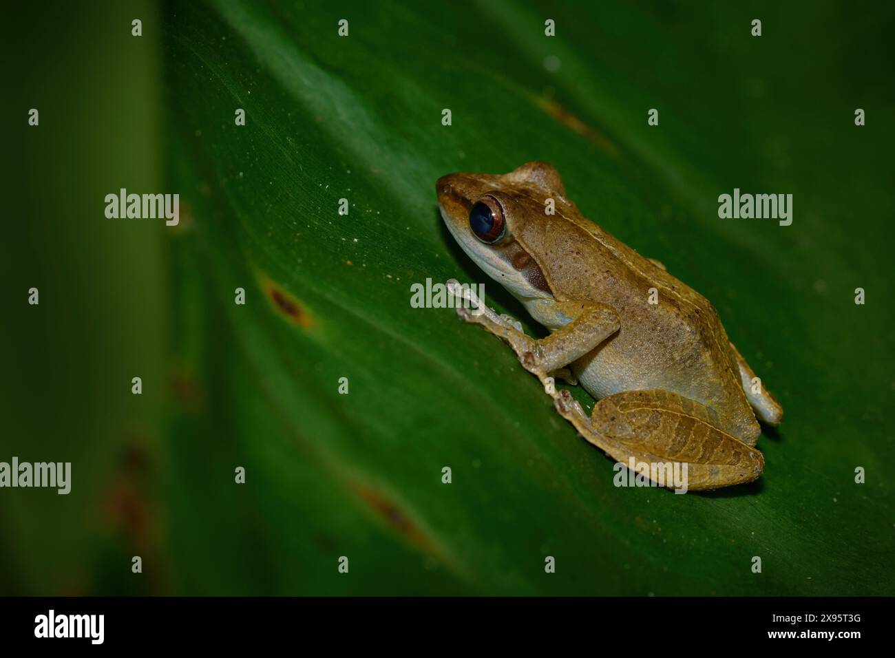 Gephyromantis granulatus, rana granulosa del Madagascar, anfibia nell'habitat naturale. Una piccola rana seduta sul lasciapassare verde nella foresta tropicale notturna. F Foto Stock