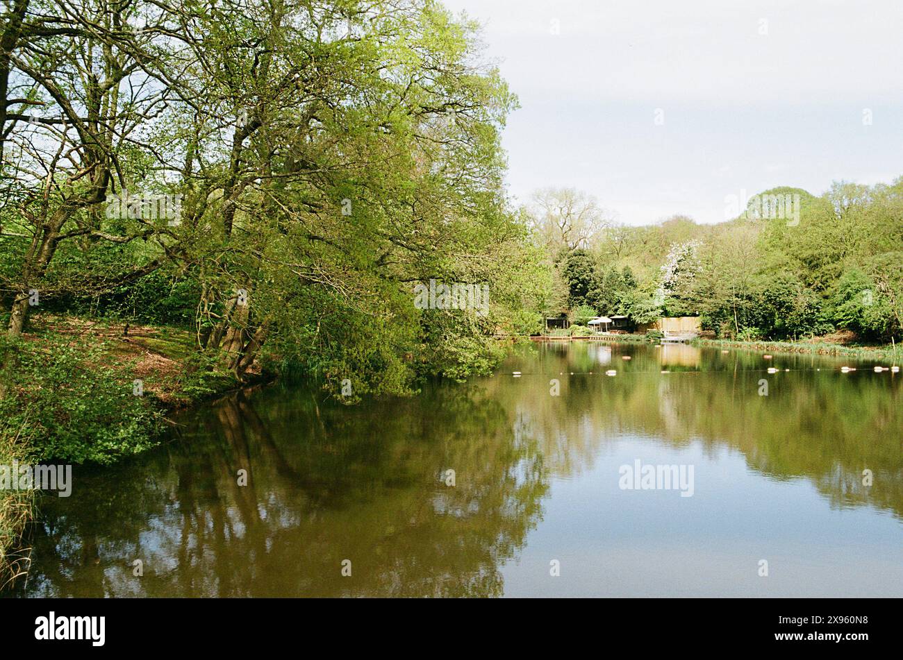 Laghetto misto per il bagno a Hampstead Heath in primavera, Londra, Regno Unito Foto Stock