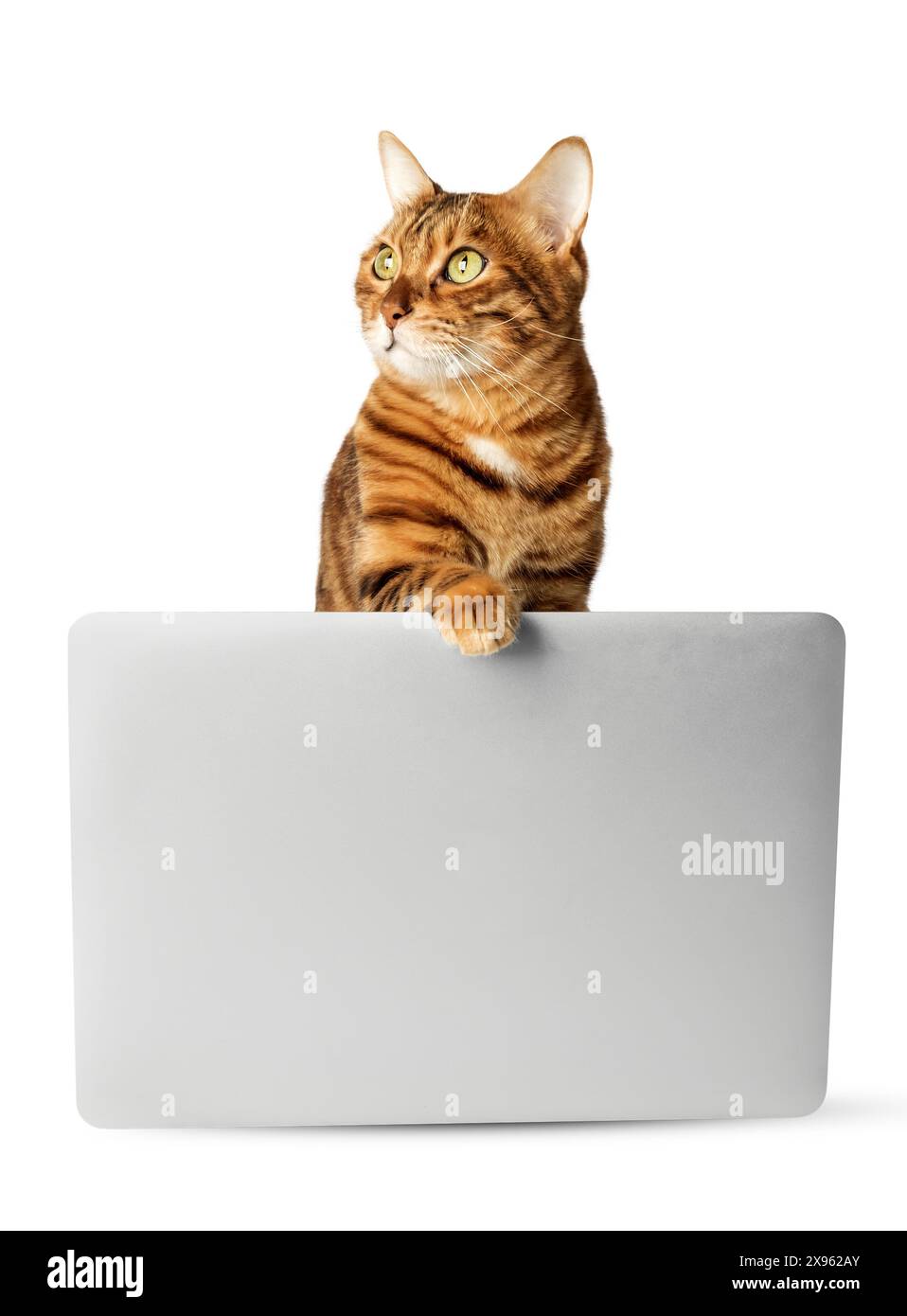 Gatto rosso con un notebook grigio su sfondo bianco. Spazio per la pubblicità. Foto Stock