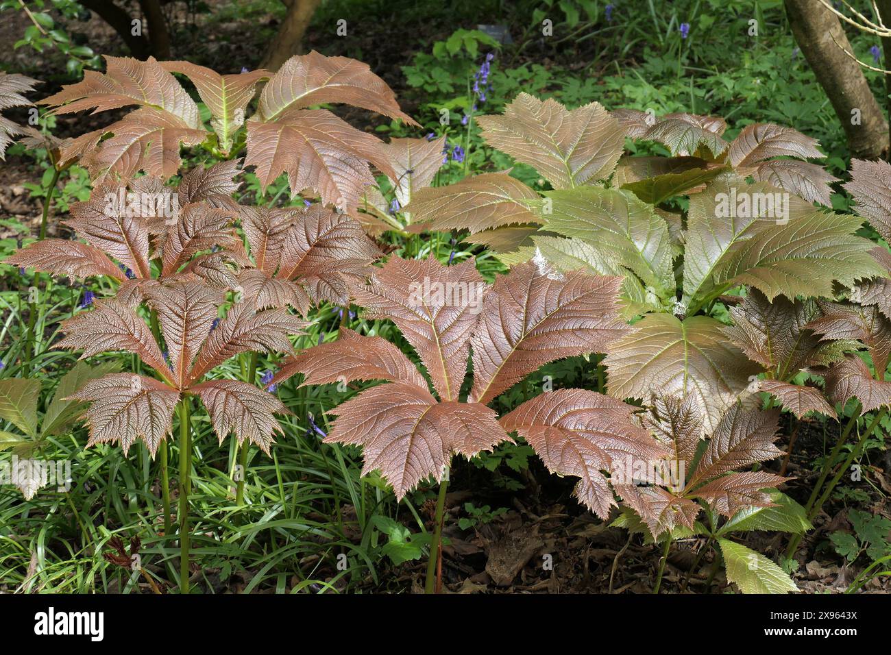 Primo piano delle foglie color bronzo della selezione ornamentale erbacea perenne Rodgersia podophylla donard. Foto Stock