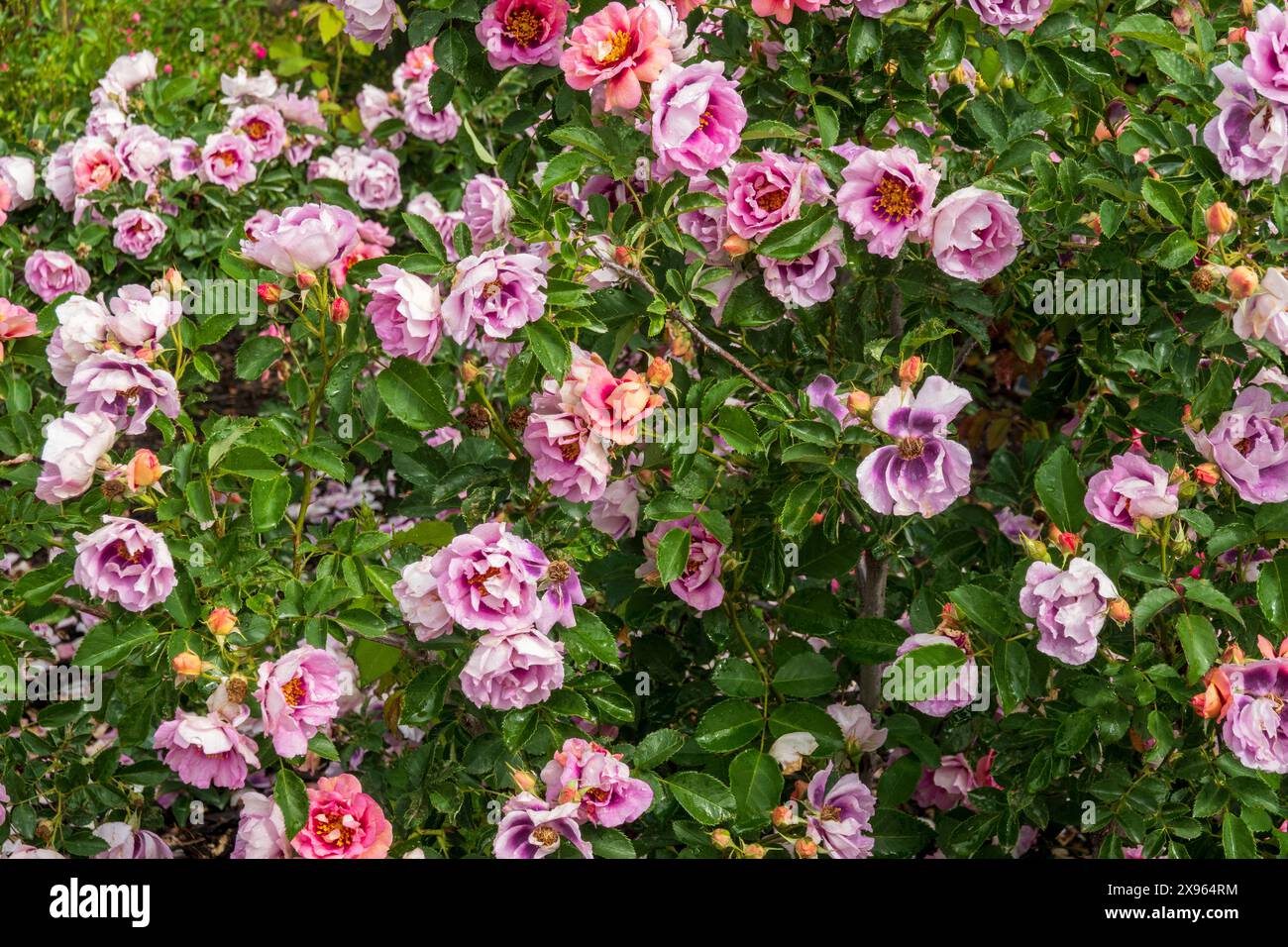 Facile per gli occhi, Rose. Rosa semi-doppia a grappolo con fiori rossi arancioni che sbiadiscono fino alla lavanda. Foto Stock