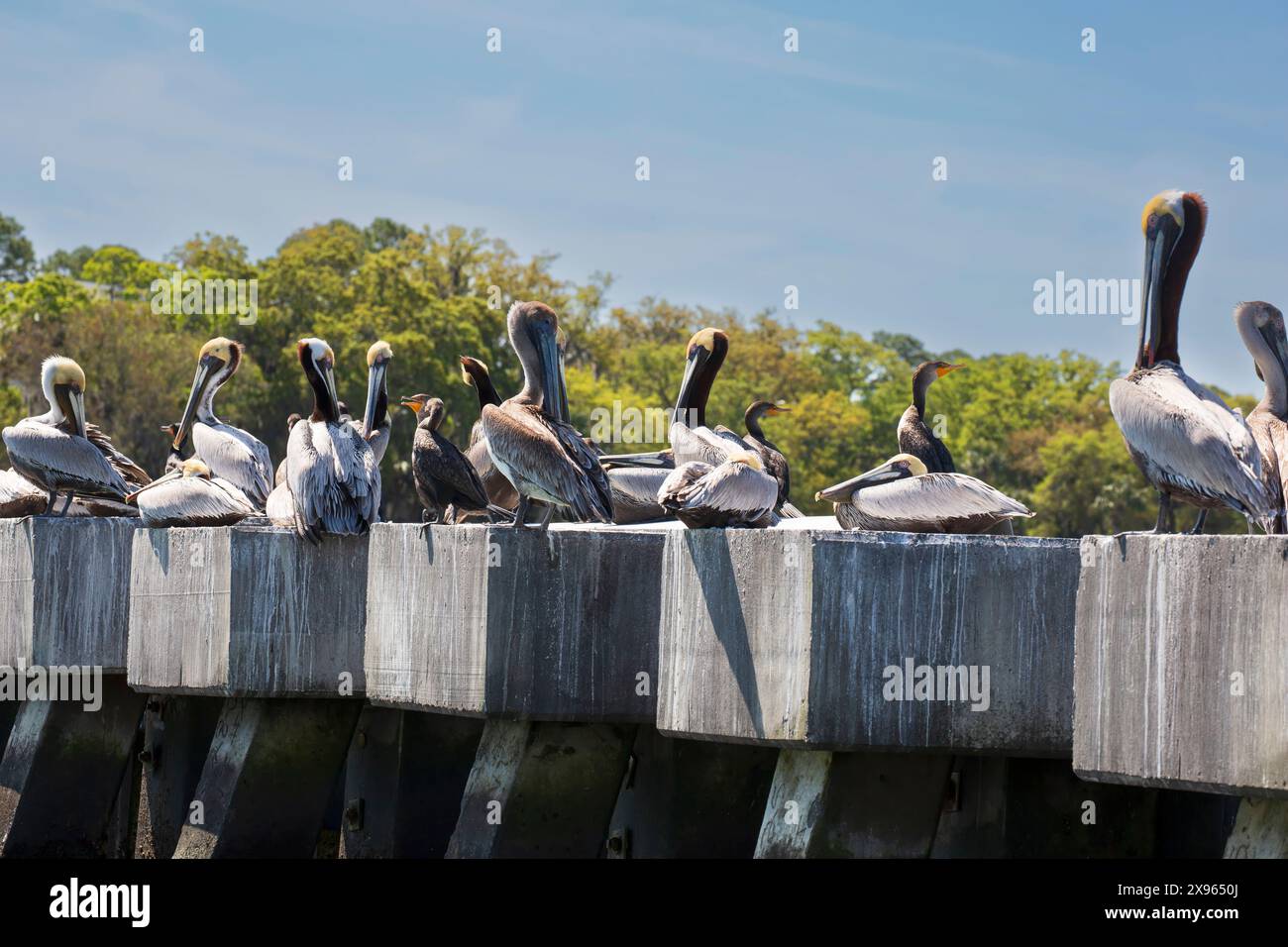 Massa di pellicani bruni sul muro del mare a Harbour Town. Gli uccelli con testa gialla pallida e collo marrone scuro sono adulti in piumaggio. Foto Stock