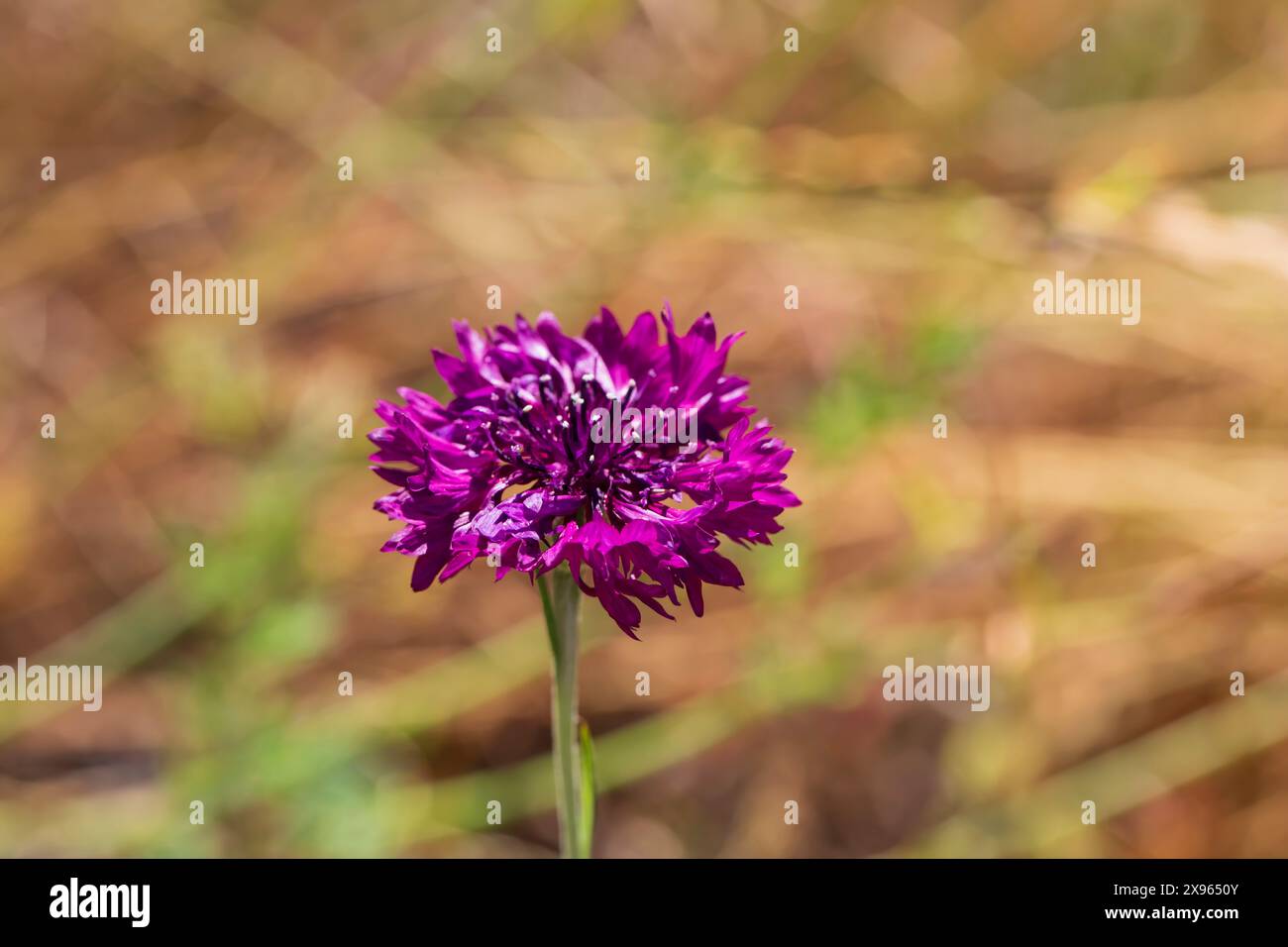 Purple Centaurea cyanus, fiordaliso, che cresce nel prato di fiori selvatici a Sea Pines Forest Preserve, Hilton Head Island, Carolina del Sud Foto Stock