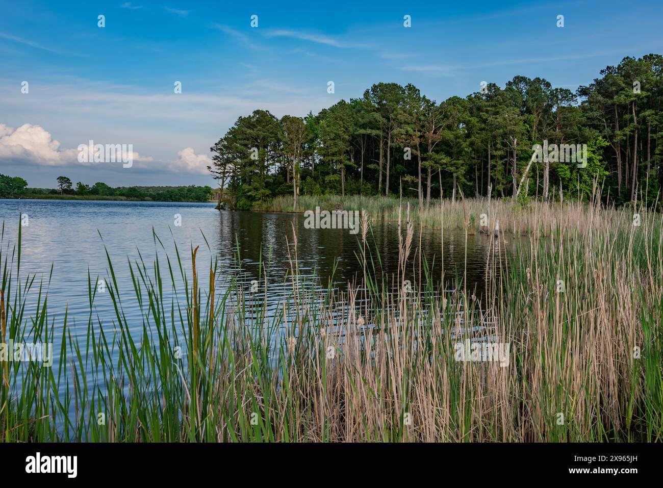 In prima serata al Blackwater National Wildlife Refuge, Maryland USA Foto Stock