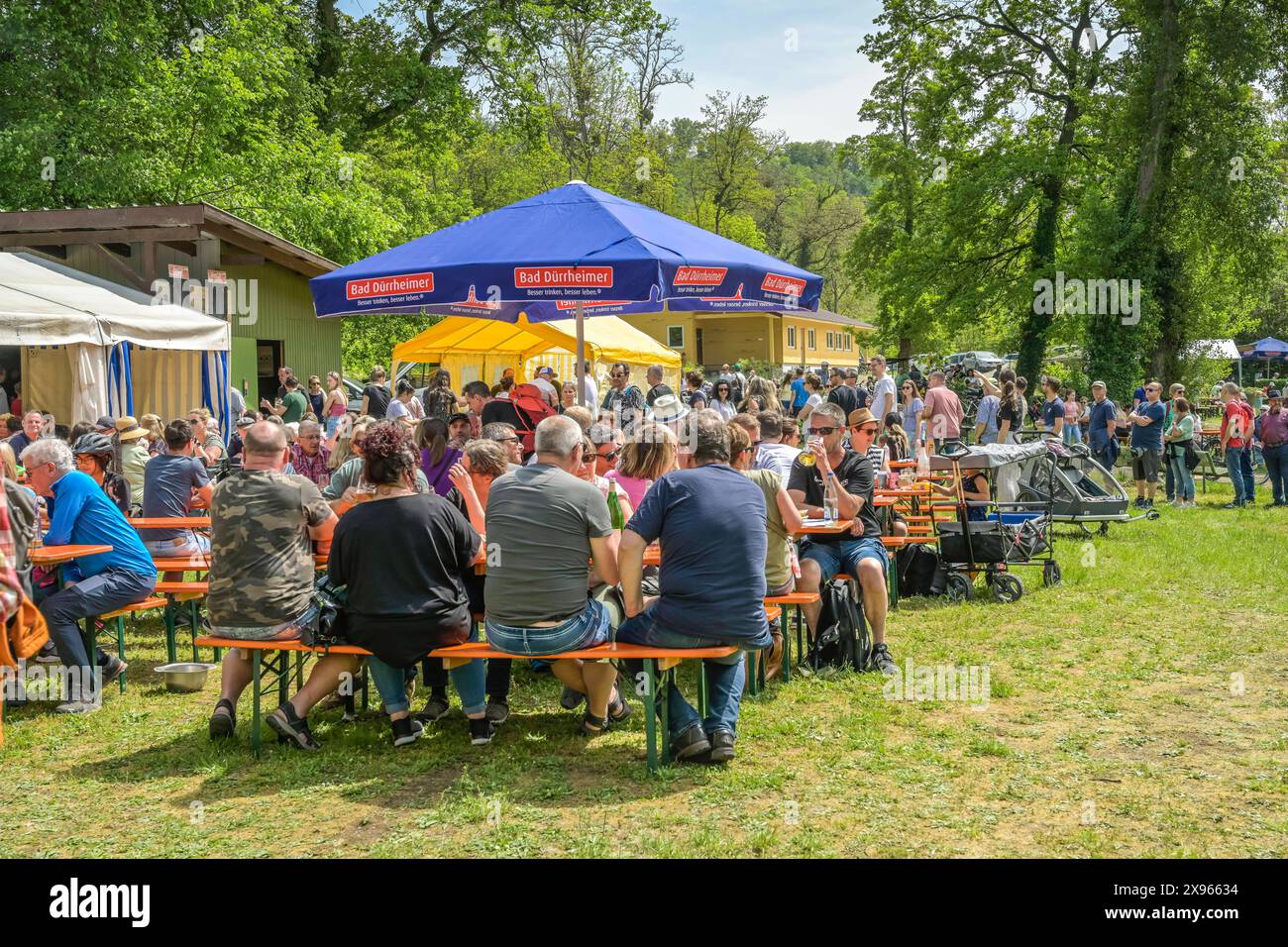 Burkheimer Maihock am Angelweiher im Wald bei Burkheim am Kaiserstuhl, Baden-Württemberg, Deutschland *** Burkheimer Maihock nello stagno di pesca nella foresta vicino a Burkheim am Kaiserstuhl, Baden Württemberg, Germania Foto Stock