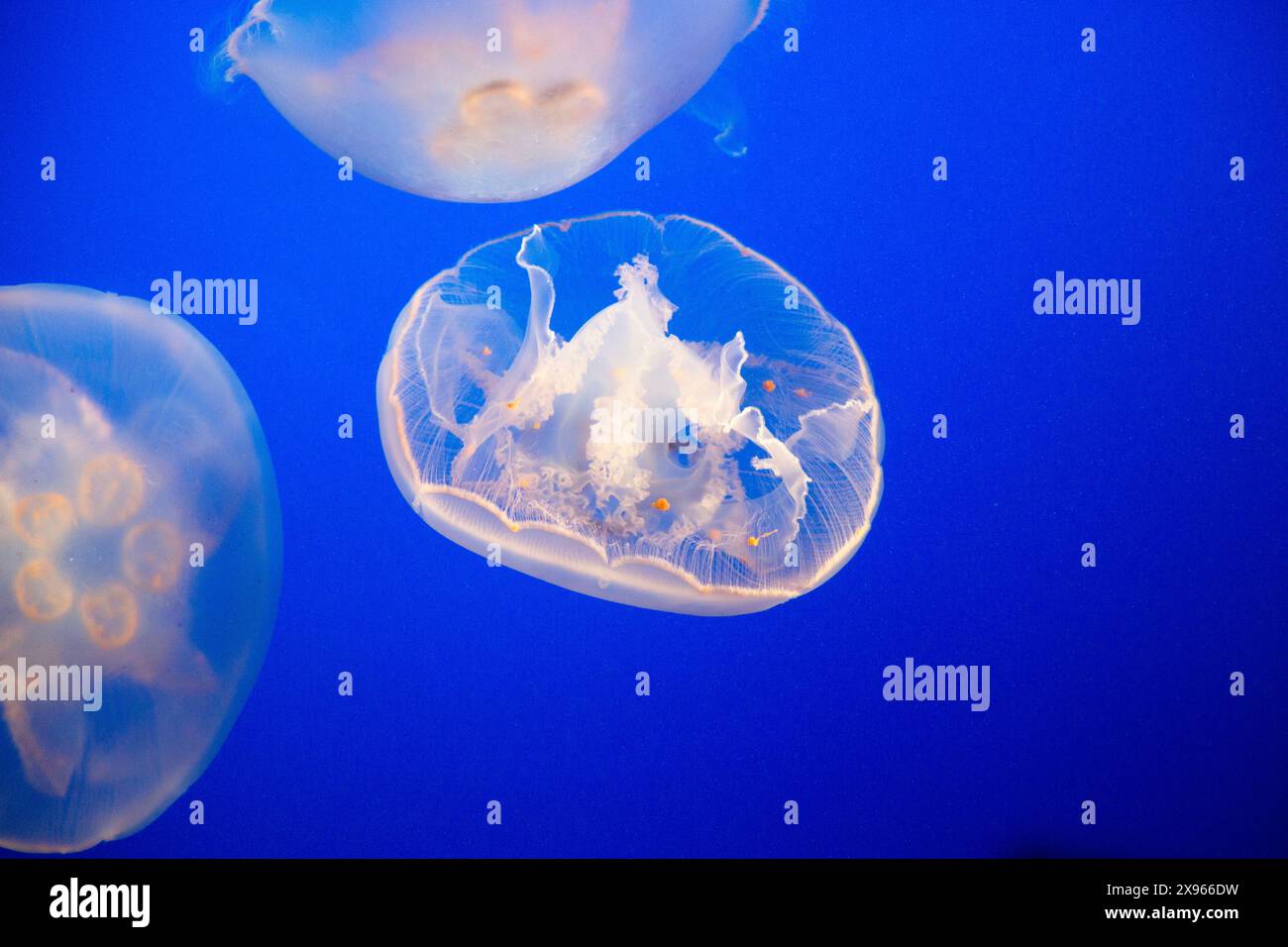 Moon Jellyfish, Monterey Aquarium, Monterey, California. STATI UNITI Foto Stock