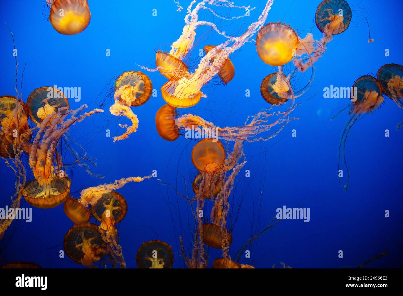 Meduse di ortica del Pacifico, acquario di Monterey, Monterey, California. STATI UNITI Foto Stock