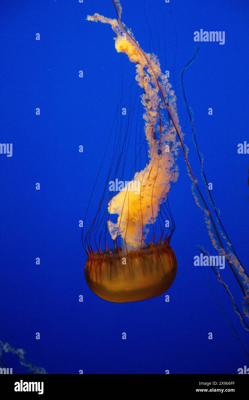 Meduse di ortica del Pacifico, acquario di Monterey, Monterey, California. STATI UNITI Foto Stock