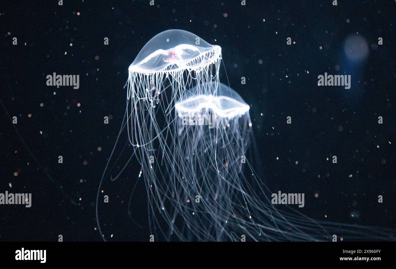 Meduse, acquario di Monterey, Monterey, California. STATI UNITI Foto Stock
