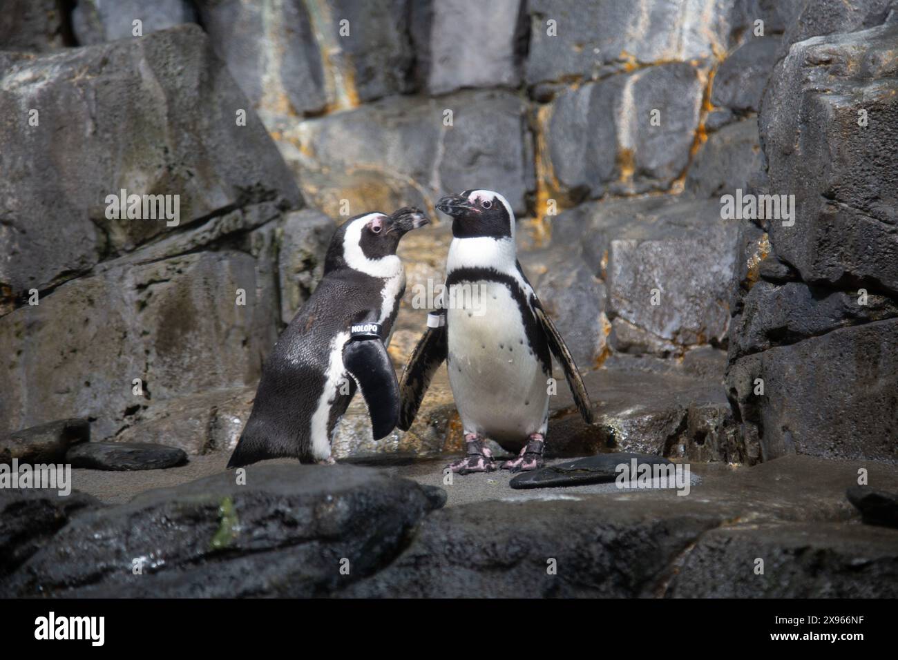 Pinguino africano, Spheniscus demersus, Monterey Aquarium, Monterey, California, STATI UNITI Foto Stock
