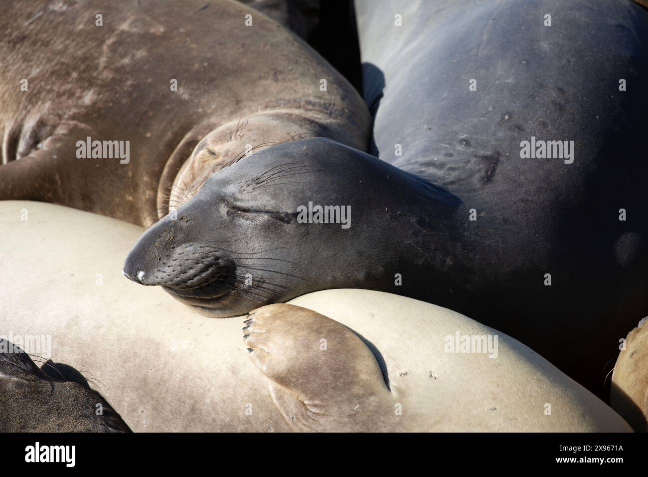 Femmine adulte e giovani elefanti marini nella muta primaverile sulla spiaggia di Piedras Blancas, Vista Point, California, Stati Uniti. Foto Stock