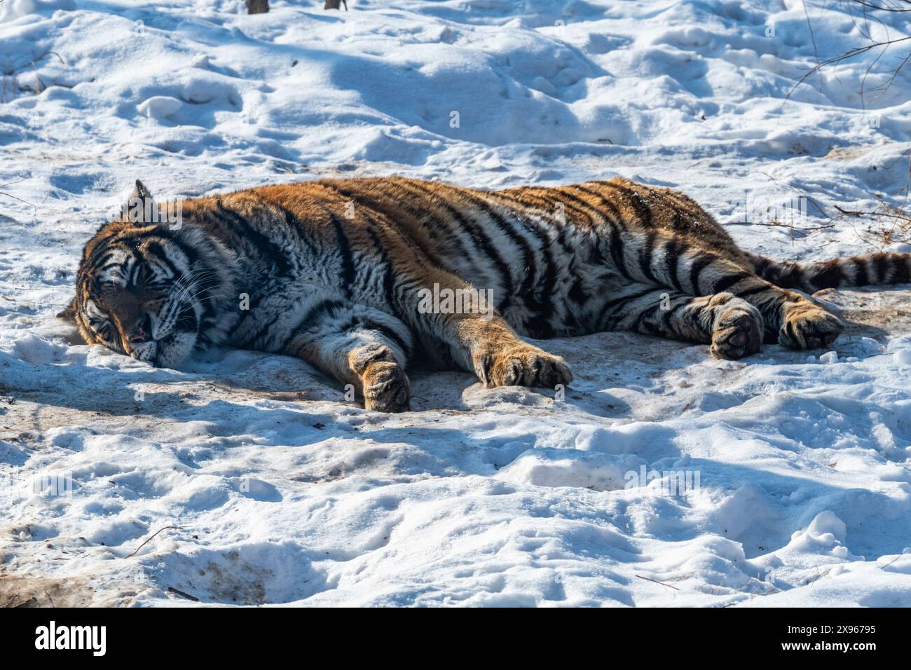 Tigre siberiana (Panthera tigris), Harbin Siberian Tiger Park, Harbin, Heilongjiang, Cina, Asia Foto Stock