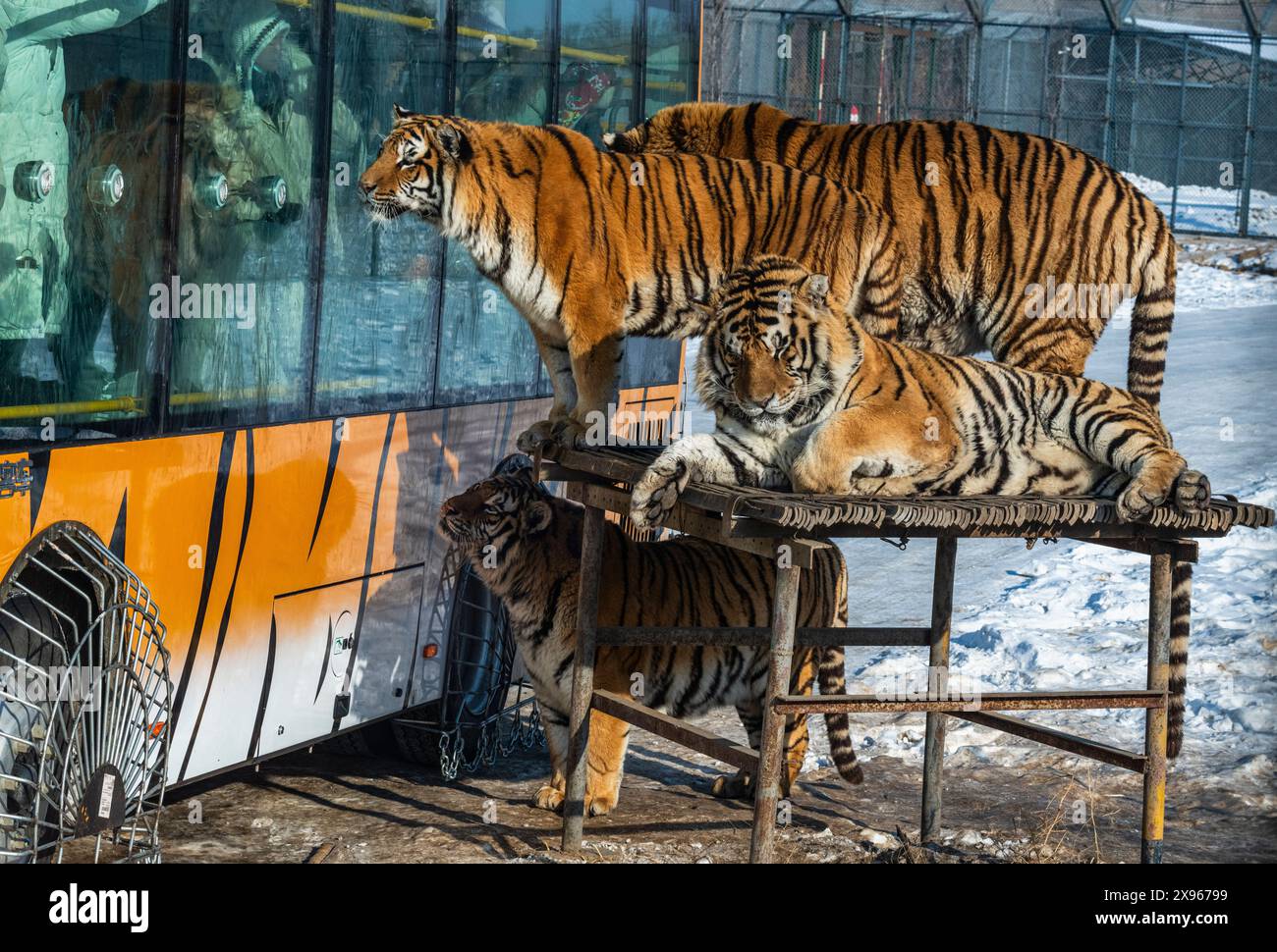 Tigre siberiana (Panthera tigris), Harbin Siberian Tiger Park, Harbin, Heilongjiang, Cina, Asia Foto Stock