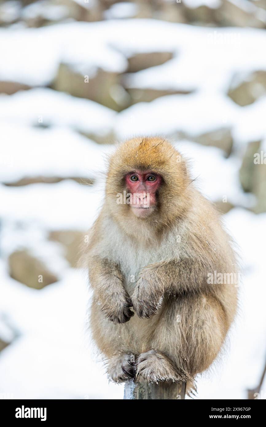 Snow Monkeys at Snow Monkey Park, Jigokudani, prefettura di Nagano, Honshu, Giappone, Asia Foto Stock