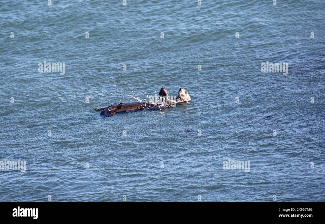 Lontra di mare, Enhydra lutris, che usa una roccia per allontanare le sue prede o aprire una conchiglia, San Semion, California, USA Foto Stock